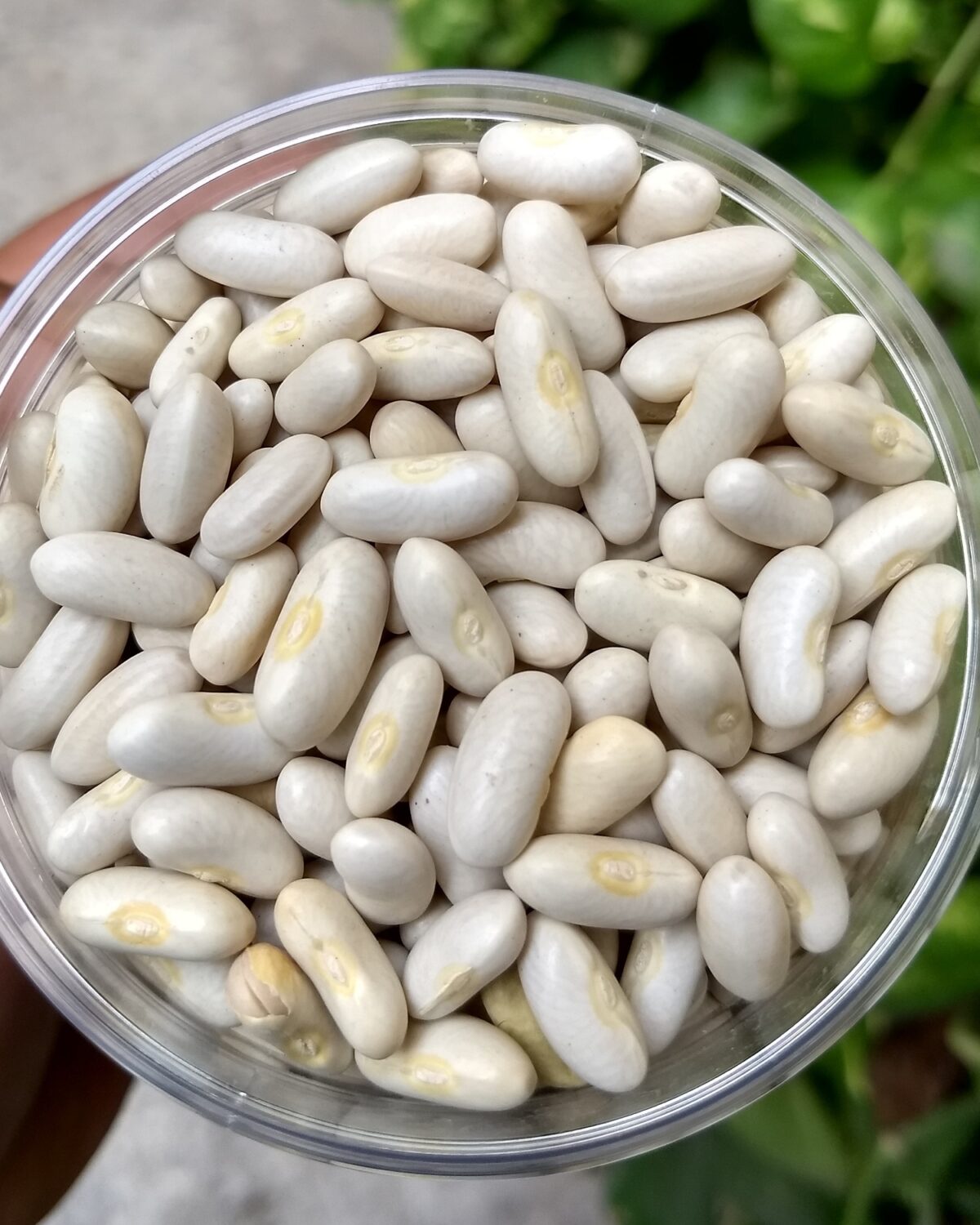 White kidney beans