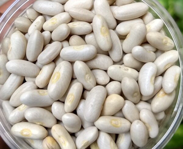 White kidney beans