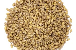 Organic Hulled Barley