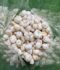Makhana/Fox Nut