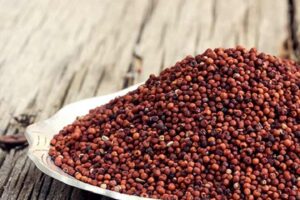 Finger Millet