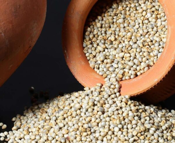 Pearl Millet/ বাজরা