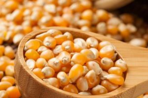 Whole Corn Seed