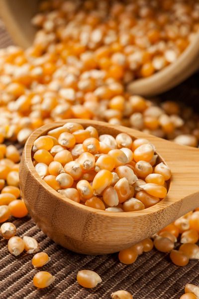 Organic Yellow Raw Corn Kernels against a background Whole Corn Seed