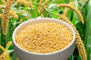 Foxtail Millet-কাউনের চাল