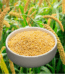 Foxtail Millet-কাউনের চাল